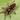 Hapalopus triseriatus (Lemon Patch Tarantula) 0.25-0.5" VERY RARE