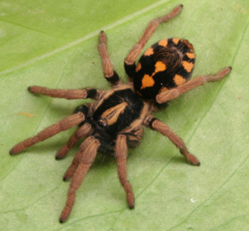 Hapalopus triseriatus (Lemon Patch Tarantula) 0.25-0.5" VERY RARE