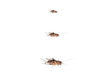 Feeder Crickets