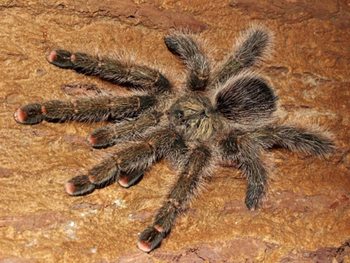 Avicularia sp. 'Aurantiaca' (Golden Pink Toe Tarantula)