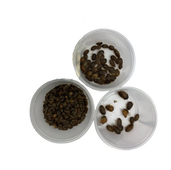 Feeder Dubia Roaches Mixed Group