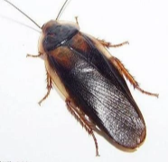 Adult Male Dubia
