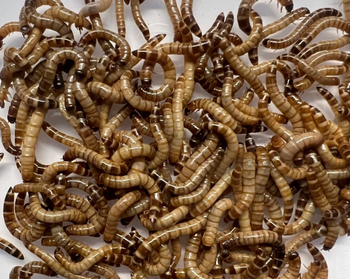 Feeder Superworms