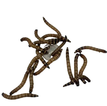 Large Superworms 1.75-2