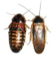 Dubia Roaches Adult-Male and Female