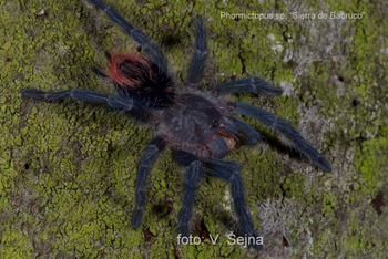 Phormictopus sp. 'Sierra de Bahoruco' RARE