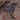 Scorpiops citadelle (Thailand Flat Rock Scorpion)