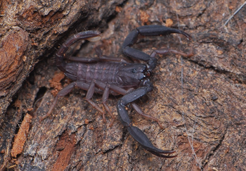 Scorpiops citadelle (Thailand Flat Rock Scorpion)