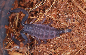 Scorpiops phatoensis scorpion, 0.25 to 0.5 inch.