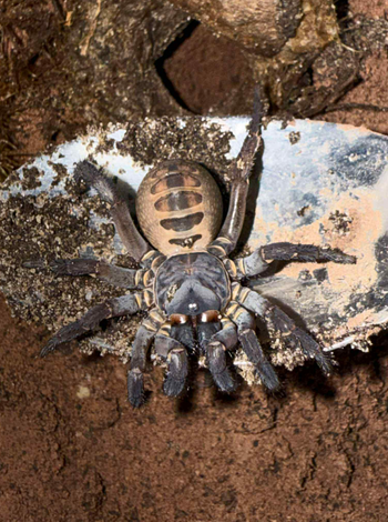 Tarantulas for Sale | Exotics Unlimited – Page