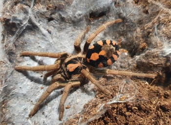 Hapalopus bolivar (Bolivia Pumpkin Patch)