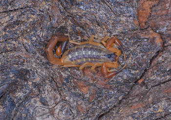 Uroplectes vittatus (South African Bark Scorpion)