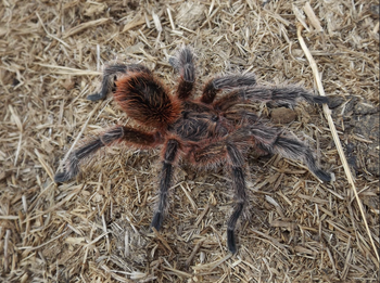 Euathlus sp. 'Bronce' (Chilean Pink Flame)