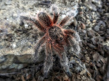 Euathlus sp. 'Bronce' (Chilean Pink Flame)