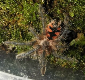Pamphobeteus vespertinus (Ecuadorian Red Bloom Tarantula) FEMALE