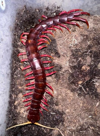 Scolopendra sp Purple giant Centipede  (Subscribe for Back-in-Stock Notifications)