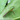 Odontomantis planiceps (Asian Ant Mantis) 0.5