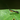 Odontomantis planiceps (Asian Ant Mantis) 0.5