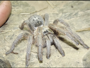 Harpactira dictator (Dictator Baboon Tarantula)