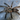 Tapinauchenius sp 'Tena' (Tena Violet Tree Spider) 1-1.5"