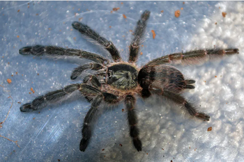 Tapinauchenius sp 'Tena' (Tena Violet Tarantula)