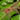 Iridopelma hirsutum (Amazon Ribbed Tarantula)
