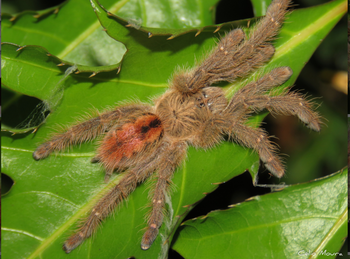 Iridopelma hirsutum (Amazon Ribbed Tarantula)