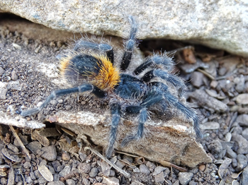 Homoeomma orellanai (Chilean Yellow Flame Tarantula) (ex Euathlus sp 'yellow') 0.25" FREE AFTER $750 SPENT