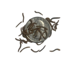 Micro mealworms, under a quarter inch, feeder insects.