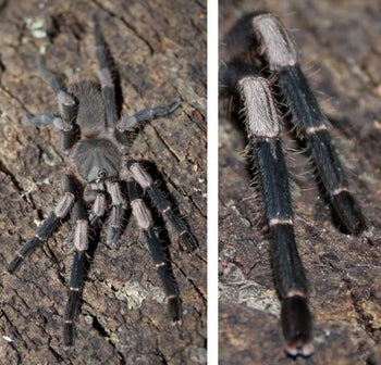 Selenocosmiinae sp 'sarawak' (Sarawak Earth Tiger Tarantula)