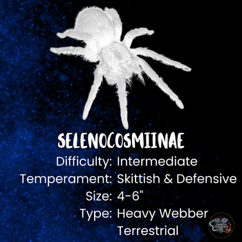 Selenocosminae sp 'Kekitebal' Tarantula