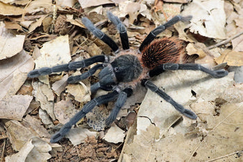Sericopelma sp. 'El Copé' Tarantula 1-1.5"