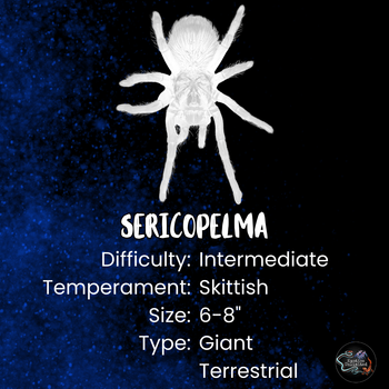 Sericopelma sp 'Boquete' (Blue & Pink Bird-eater Tarantula)