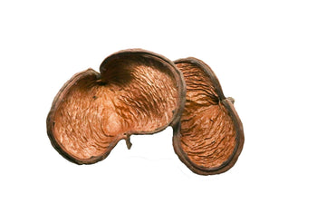 Nut Pod - Small