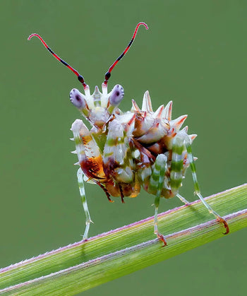 Pseudocreobotra wahlbergii (Spiny Flower Mantis)