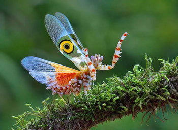 Pseudocreobotra wahlbergii (Spiny Flower Mantis)