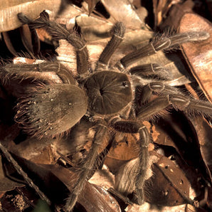 Theraphosa blondi (Goliath Bird Eater) 2.5-3"