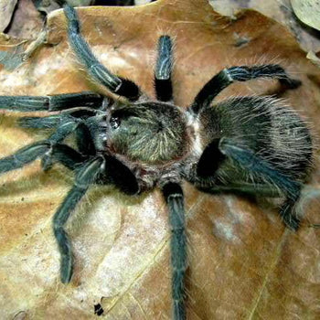 Thrixopelma pruriens, Peruvian Green Velvet tarantula, 0.5 inch.