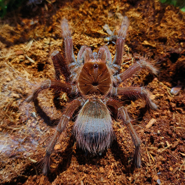 Tapophysis Large