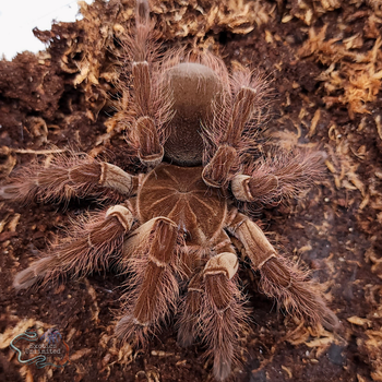 Theraphosa blondi (Goliath Bird Eater Tarantula) MALE