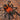Urupelma (Theraphosinae) mishana (Orange Crush Tarantula) 1"+