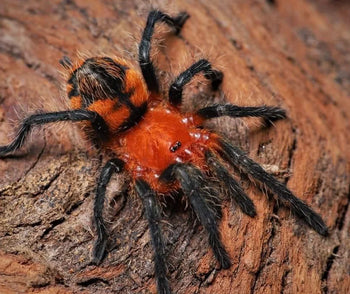 Urupelma (Theraphosinae) mishana (Orange Crush Tarantula) 2-2.5"