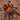 Urupelma (Theraphosinae) mishana (Orange Crush Tarantula)