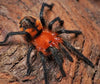 Urupelma mishana, Orange Crush tarantula.