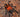 Urupelma mishana, Orange Crush tarantula.