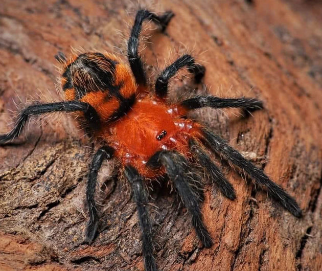 Urupelma mishana, Orange Crush tarantula.