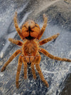 Urupelma mishana, Orange Crush tarantula.