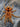Urupelma mishana, Orange Crush tarantula.