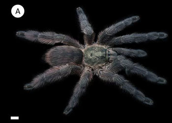 Tapinauchenius polybotes (Saint Lucia Giant Tarantula)