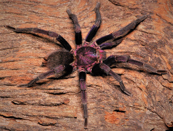 Theraphosinae sp. 'Roatan' (Roatan Purple Tarantula) 0.33-0.5"